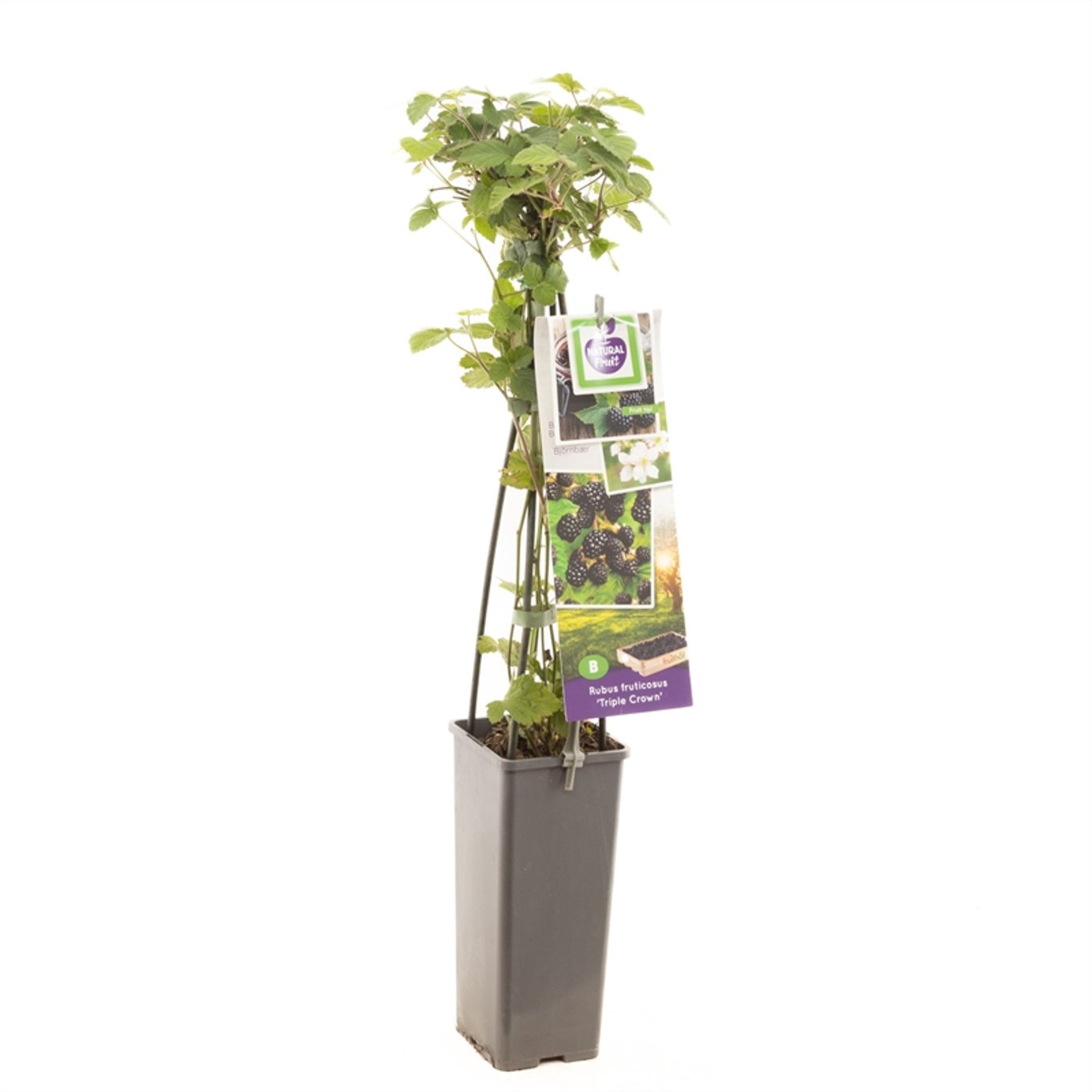 Rubus f. 'Triple Crown' - C2 50-60 CM